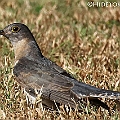 Brush Cuckoo at White Cedar EOS 7R RF100-500